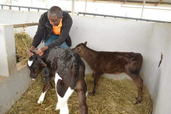 Bridging Course in Animal Health and Production Cohort 2 Bishop Bridging Course in Animal Health and Production Cohort 2 Bishop